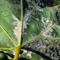 A dangerous disease of grape Mildew Ã¢â¬â downy mildew lat. Of plasmopara viticola